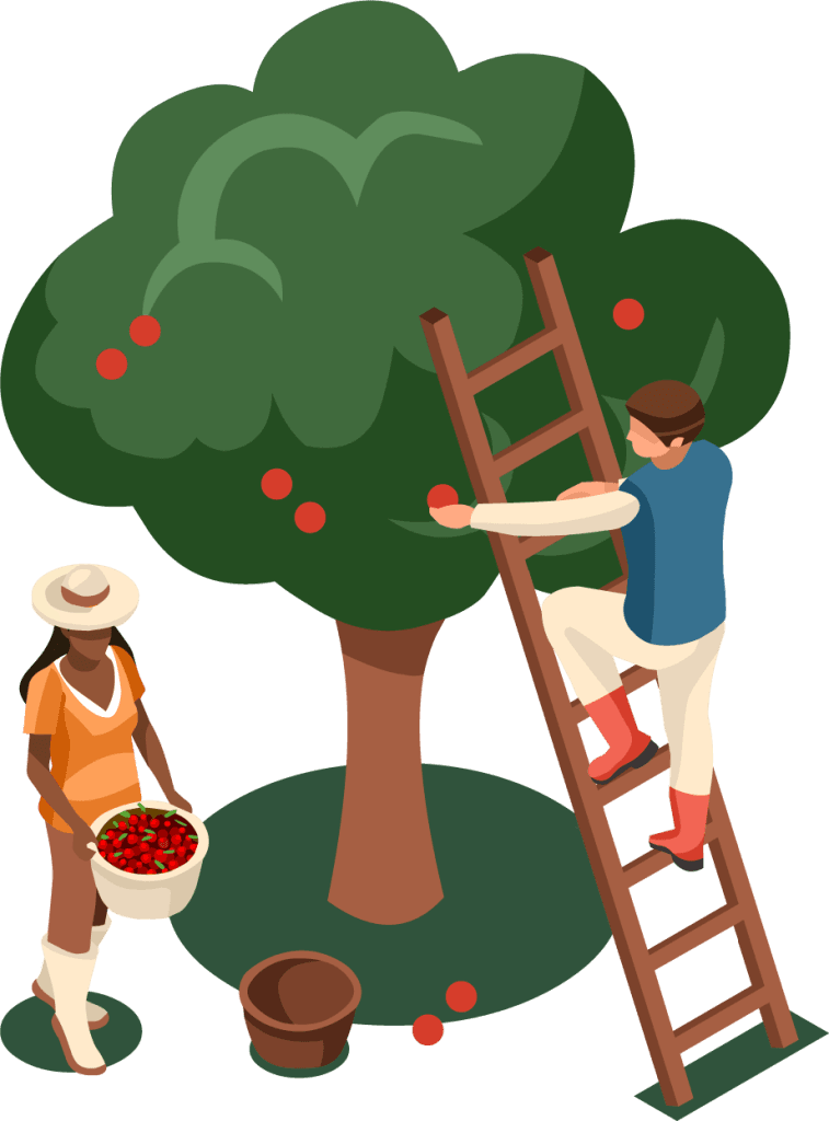 graphic drawing of two people harvesting apples